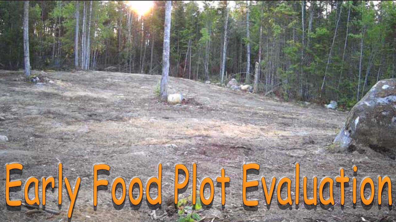 Early Food Plot Evaluation
