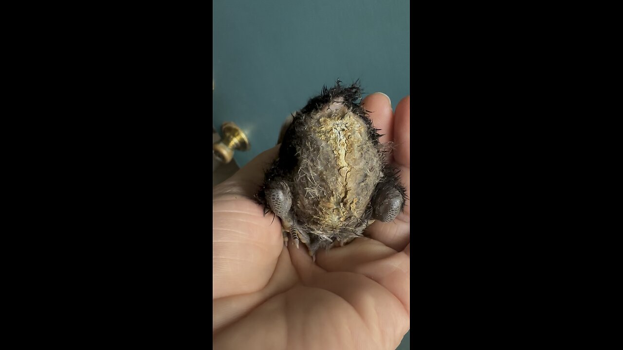 Pt 1 Bee rescue to chick rescue, Keeping dirty butt chick alive