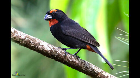 Bullfinch Classic roll bird singing on TEACHER skills mode