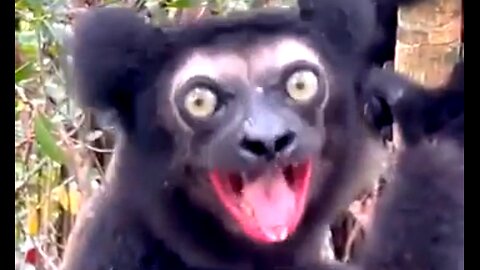 WEIRD SOUNDS OF 8 DIFFERENT KINDS OF MONKEYS 🐒