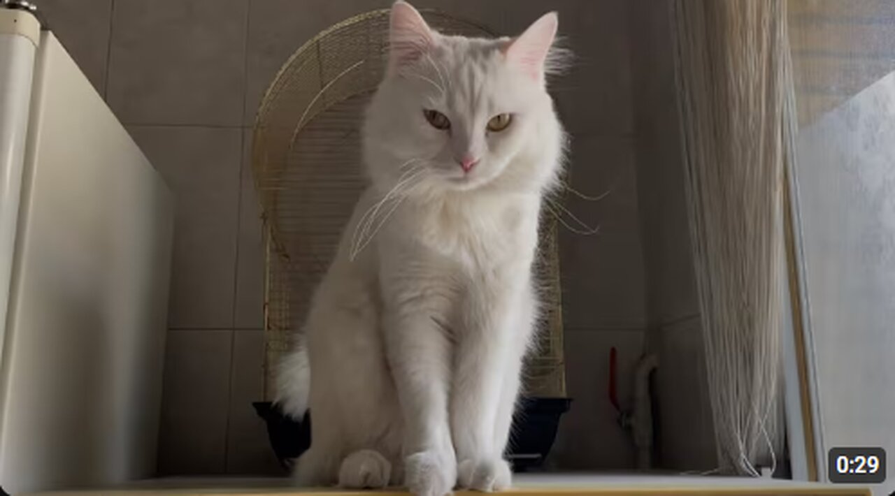 White Cat Responding To His Name
