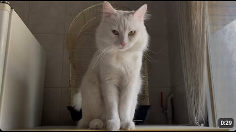 White Cat Responding To His Name