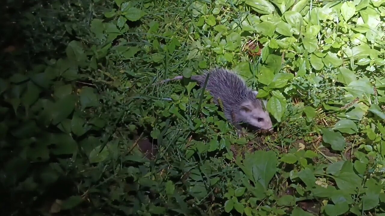Opossum