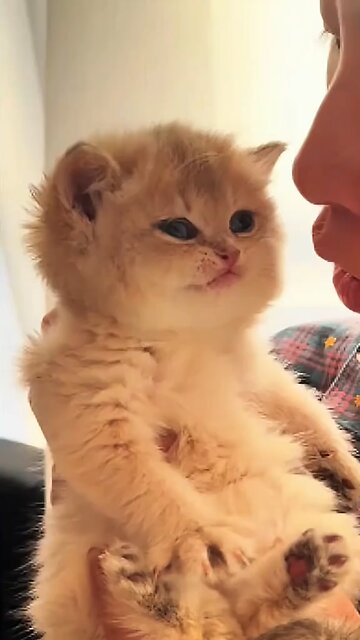 Tiny Kitten, Big Attitude!