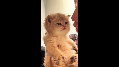 Tiny Kitten, Big Attitude!