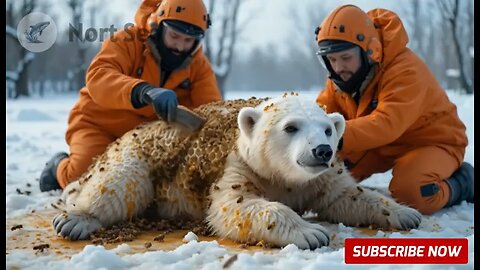 A Polar Bear Cub Injured by Millions of Bees Was Successfully Rescued by a Rescue Team