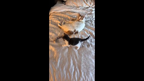 Funny cats, funny moments with cats, life of cats