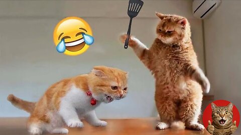 Hilarious Cat Fails & Cute Kitten Moments 🐱 | Funniest Cats 2025