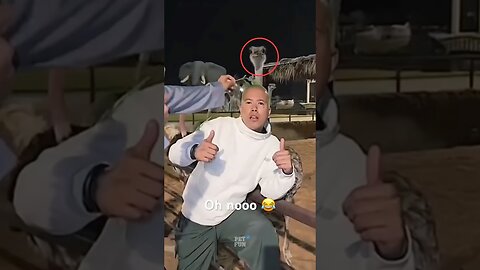 Animals Funny Fails #funnyanimals #animals #pets #shorts