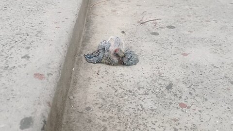 bird baby die