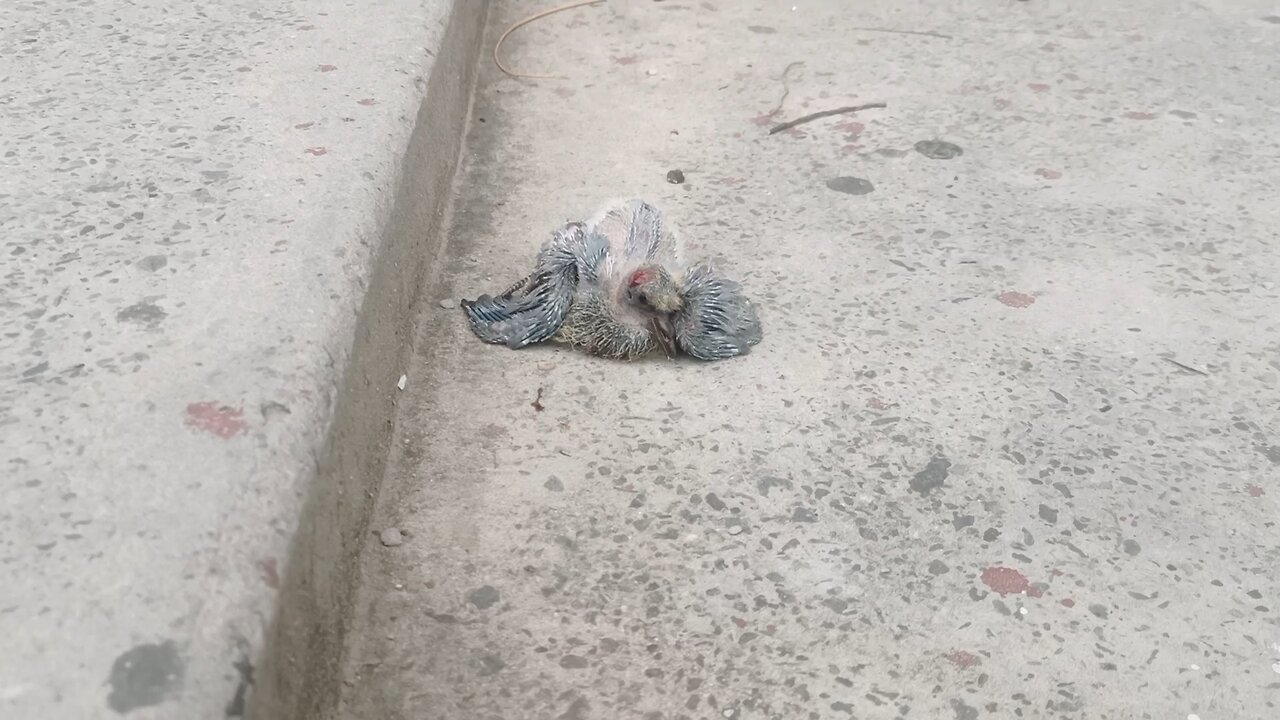 bird baby die