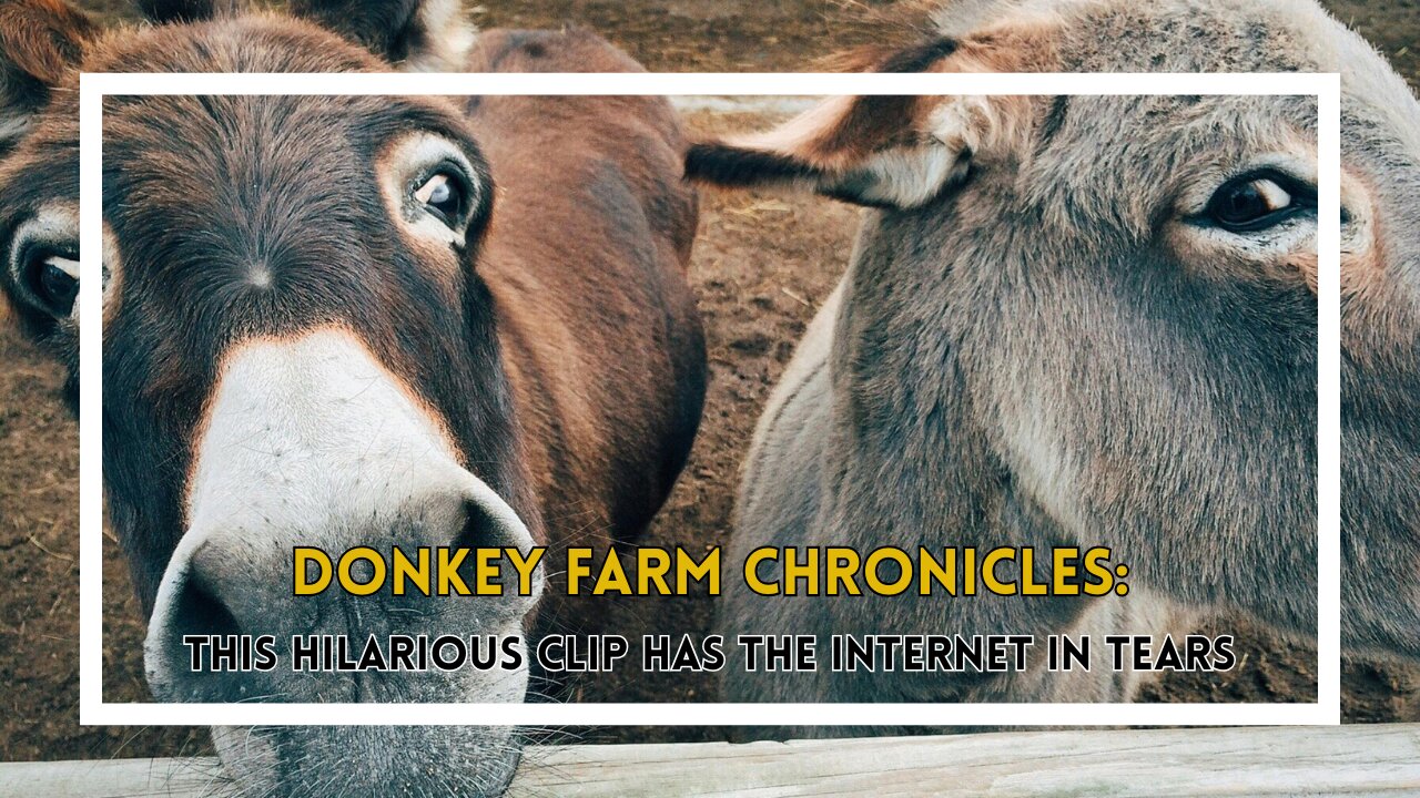 Donkey Farm Chronicles This Hilarious Clip Has the Internet in Tears