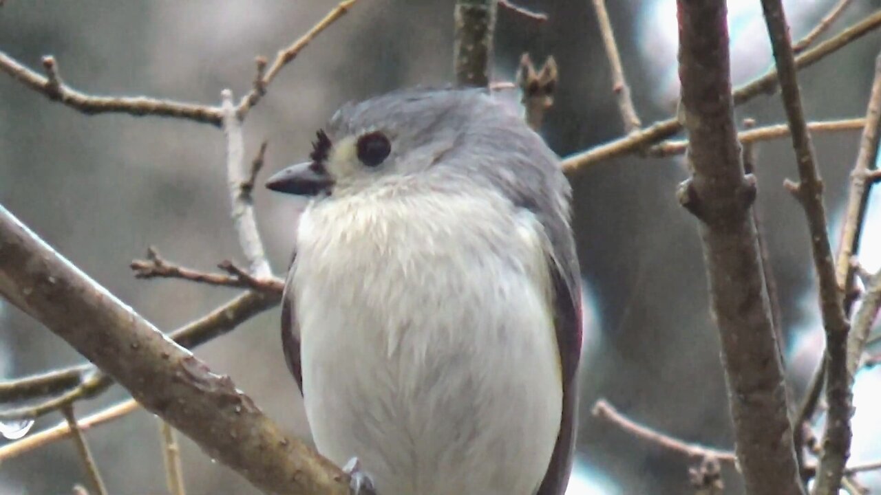 Tufted Titmouse