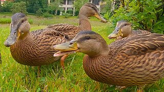 The 5 Ducklings Grow Hungrier and Hungrier Each Passing Week