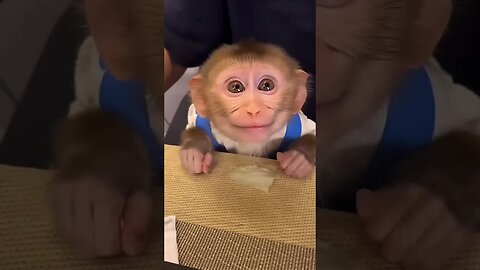 If happiness had a face, it would look like this sweet baby monkey. 🐵💖