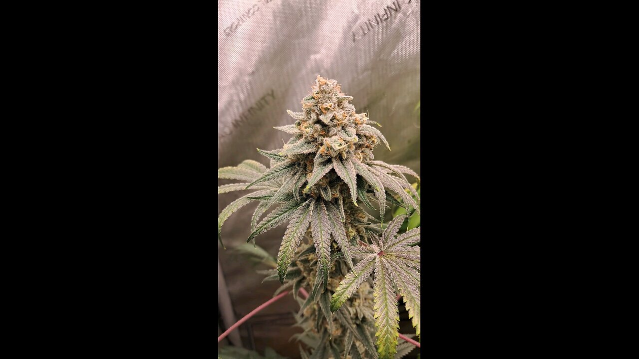 week 9 of flower PBB x OKIE