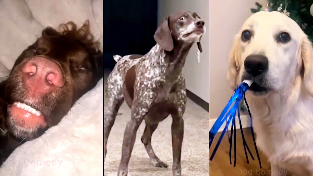 Why Dogs Just Don't Want to Be a Dog?