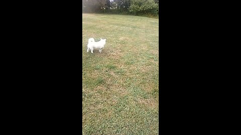 dog