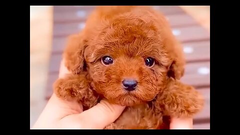 Little cute curly haired dogs puppies