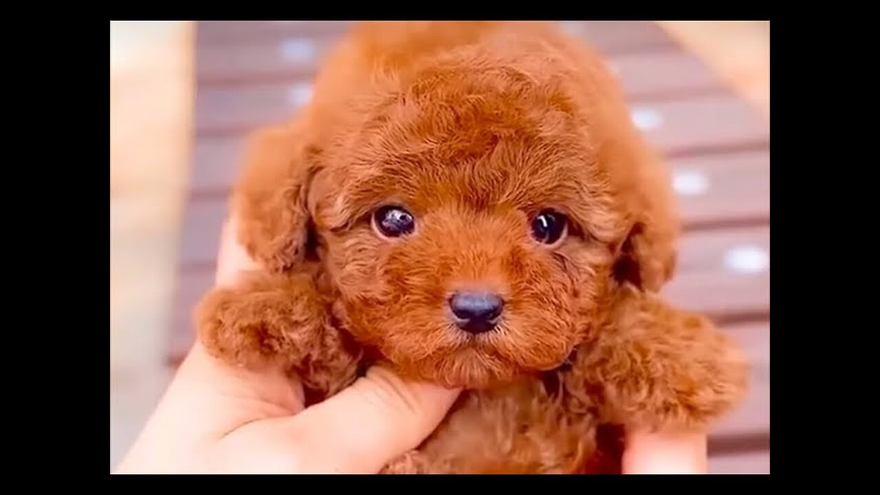 Little cute curly haired dogs puppies