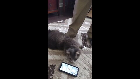 Smokey enjoying a day watching a cat movie