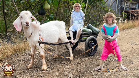 YiYi and YinYin takes goats to harvest squash to sell to raise money for the piggy bank