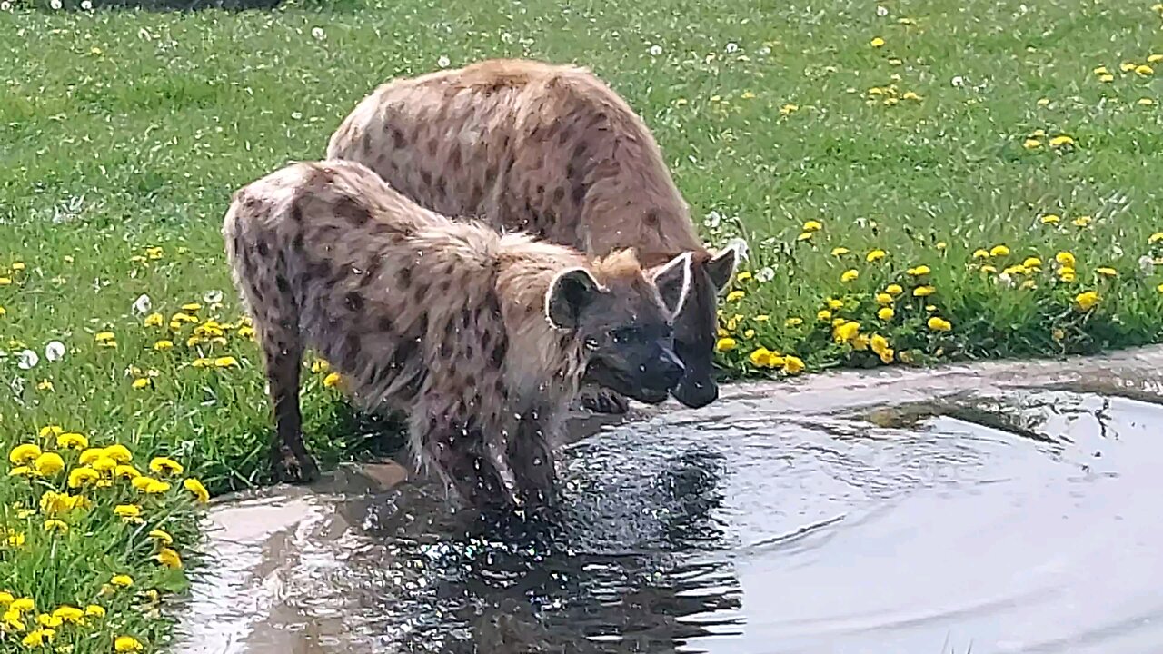 Hyenas at Wolds Wildlife Park