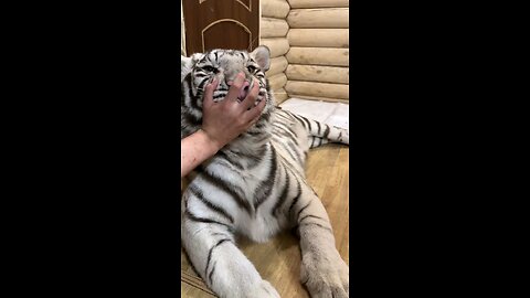 Cute Tiger