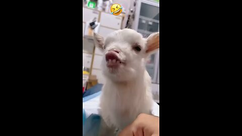 Funny farm animals