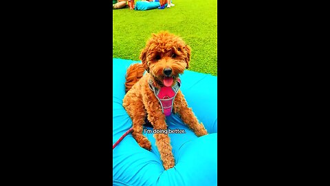 I’m Feeling Better… My Puppy’s First Year in September 💕