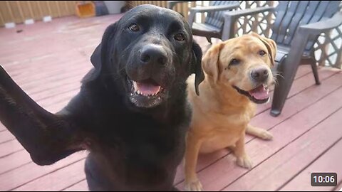 99.9% Can’t stop laughing at these dog 😂 Funny Dog Videos 2025