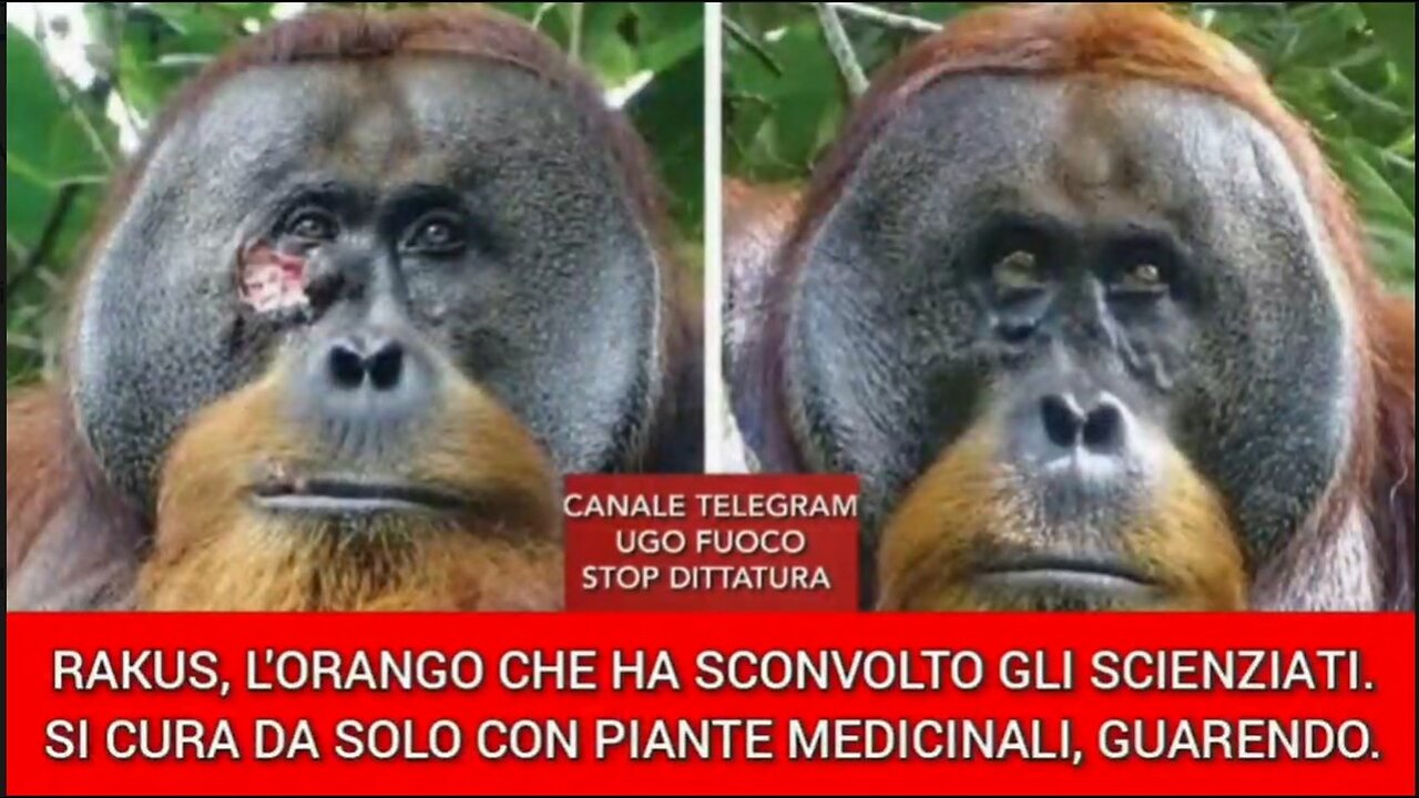 ORANGO SI CURA DA SOLO CON PIANTE MEDICINALI