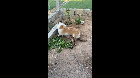 mandog and corgi dog cute play #corgi #dog