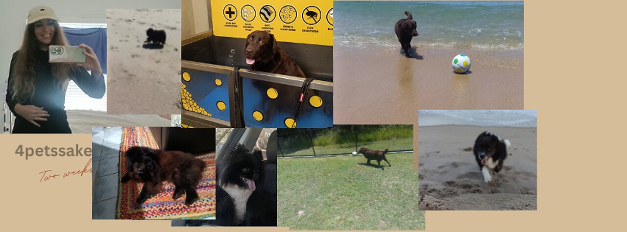 Pet care my little business for two weeks