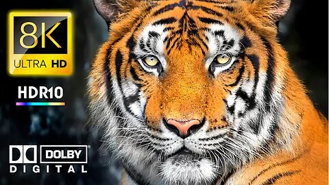 The Future of Wildlife Conservation 8K VIDEO ULTRA HD - Animals 4K VIDEO HDR Journey