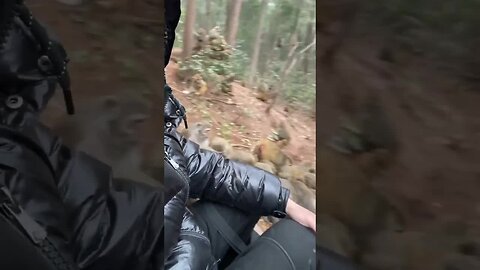 Funny monkey #24