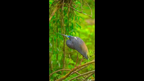 beautiful birds 🐦🐦