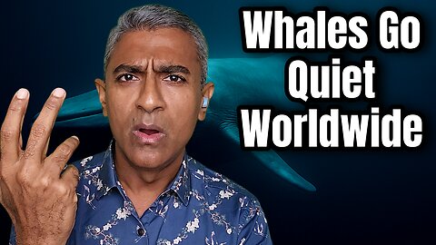 Silent Oceans: Blue Whales Stop Singing as Climate Change Starves the Deep