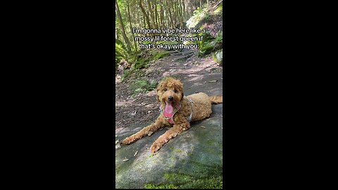 Off-Leash Goldendoodle Living Her Best Forest Life 🍃 | Hiking Dog Recall Training