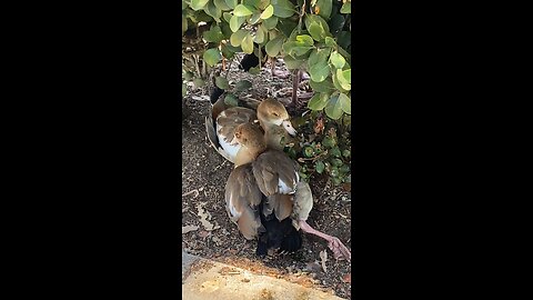 Egyptian Goose 🪿 #egyptiangoose #goose #followme #trending #viral #shorts