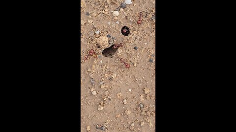 Red Harvester Ants in Texas