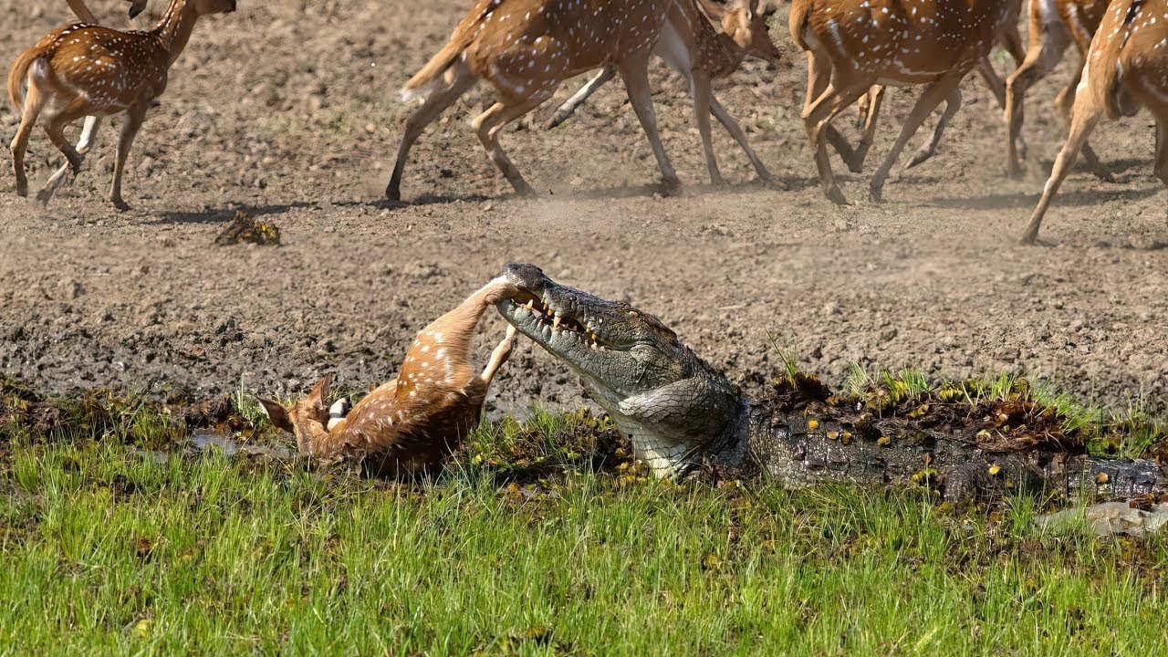 Crocodile Attack at the Watering Hole | Planet Earth III