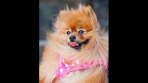 این سگ خیلی یک حرکت عالی انجام میته وقعان خیلی عالیست 🙀👌funny,dog