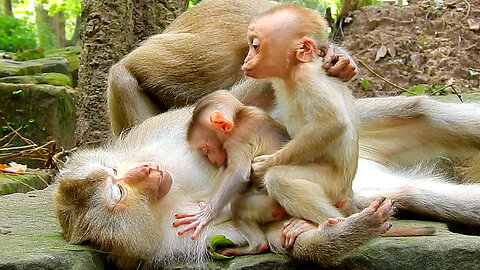 Little monkey talking so sweet to mom Joyce what is the message to alert