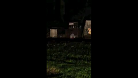 Nighttime Plinking with the Hatsan Vectis