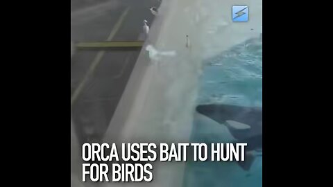 Orca uses bait to hunt for birds