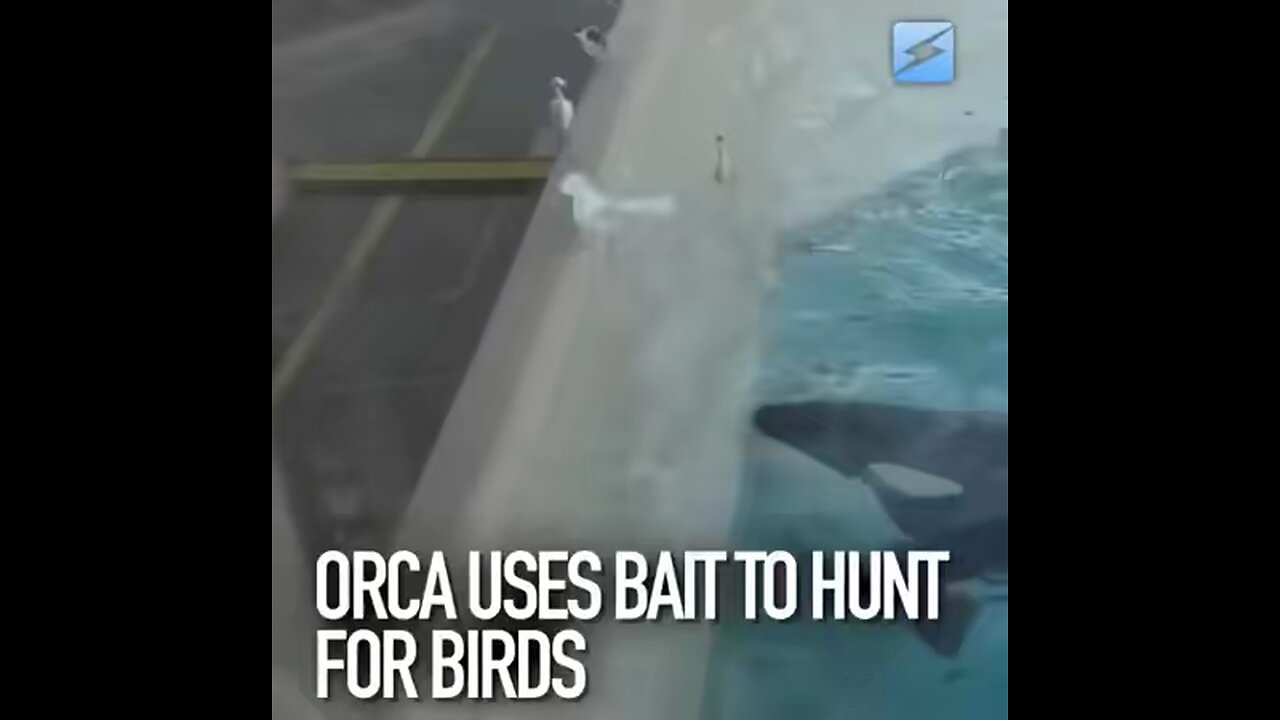 Orca uses bait to hunt for birds