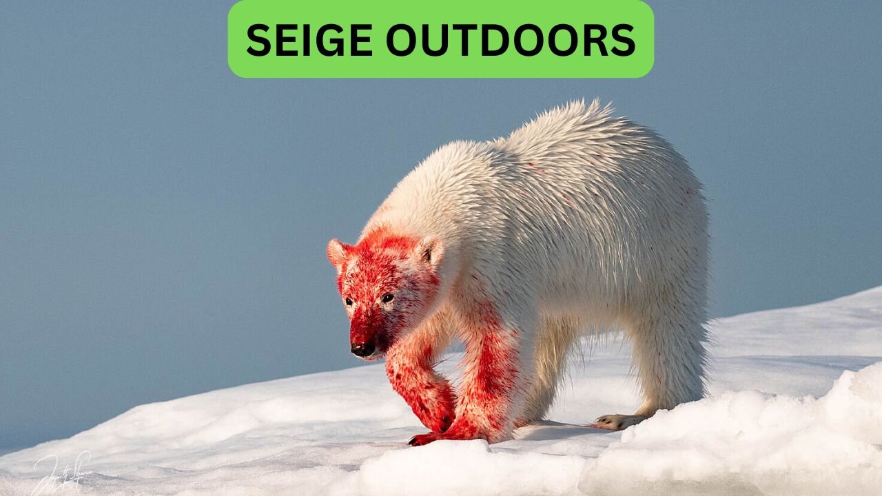 Polar Bear Live Cams!