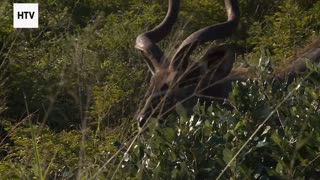 Life and Death in Slow Motion