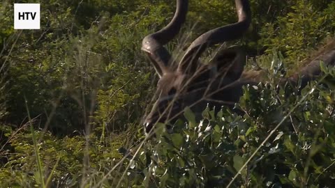 Life and Death in Slow Motion